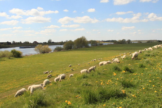 Fr&uuml;hling an der Unterelbe / Deichpflege in Altengamme