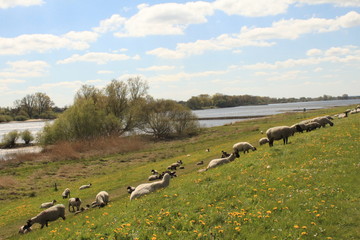 Frühling an der Unterelbe / Deichpflege in Neuengamme