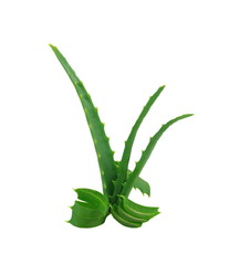 leaves of aloe isolated