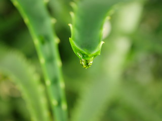  aloe with dripping clear juice