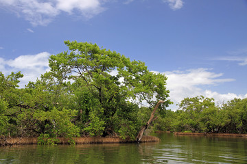 Mangroves, Margarita Island, Venezuela