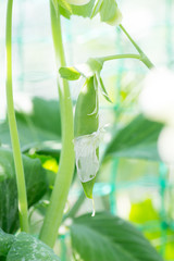 Growing green pea