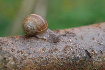 roman snail helix pomatia