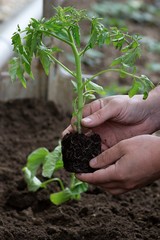 tomato seedling