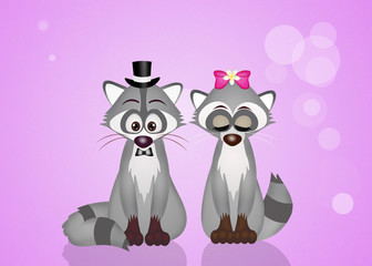raccoons in love