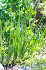 Growing Japanese green onion