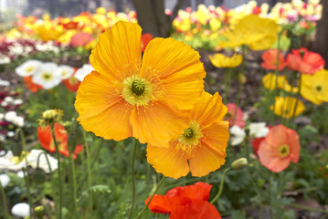 Papaver nudicaule