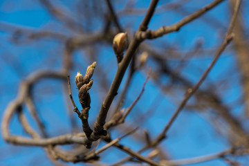 Sprouted buds of linden