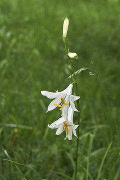 paradisea liliastrum