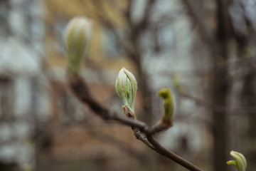 Sprouted buds of linden
