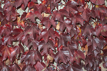 parthenocissus tricuspidata