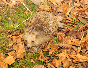 hedgehog with aculei in the undergrowth in the fall