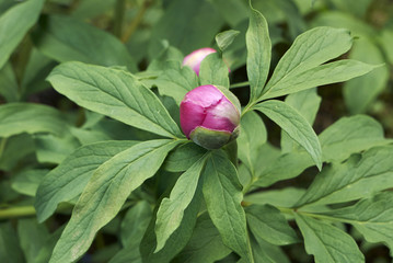 Paeonia officinalis