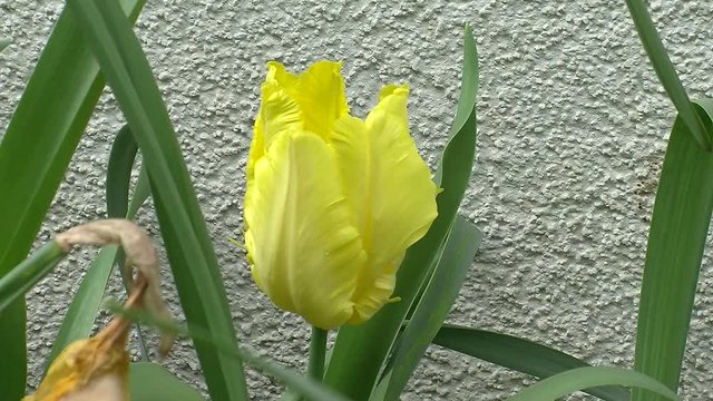 Eine zitronengelbe Tulpe vor einer Mauer bewegt sich im Wind (Nahaufnahme)