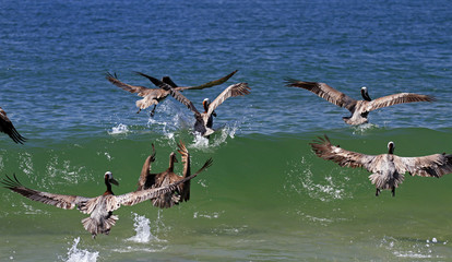 Brown pelicans, Margarita Island, Venezuela