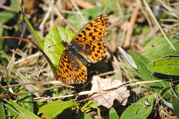 Papillon