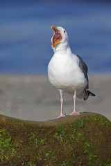 California Gull calling from a rock on a beach