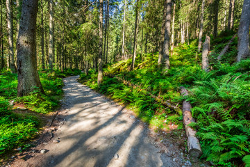 Fototapeta premium Forest trail in sunny day, Poland, Europe