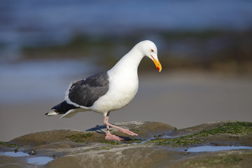 California Gull foraging in a tidal pool