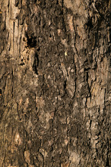 Tree bark texture wallpaper