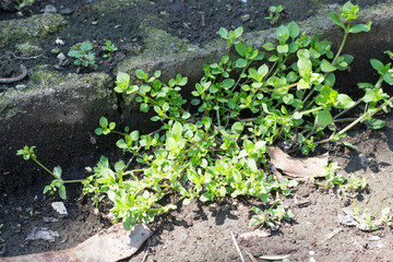 Chickweed