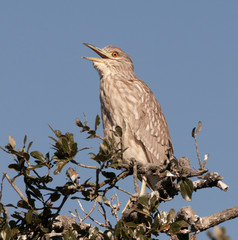 Black-crowned Night Heron