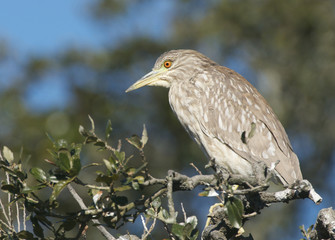 Juvenile Black-crowned Night Heron, Nycticorax nycticorax