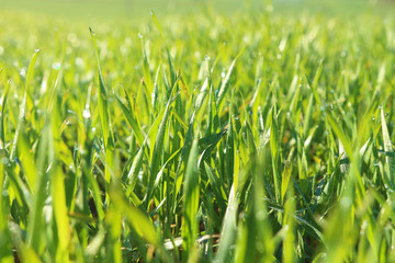 Background texture of a green grass with dew drops close-up.