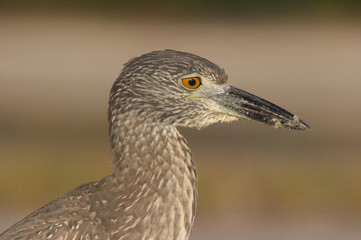 Adult Yellow-crowned Night Heron, Nyctanassa violacea
