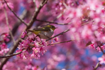 Cherry blossom Thai sakura in winter at Doi Kunwang, Chaing mai Province, Thailand.