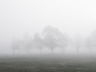 Obraz na płótnie Canvas Trees and thick fog.