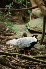 Silver pheasant walking in the forest