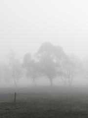 Trees and thick fog.