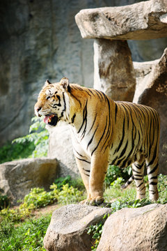 Tiger standing on the cliff rock