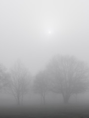 Obraz na płótnie Canvas Trees and thick fog.