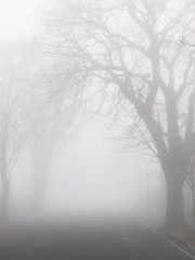 Trees and thick fog.