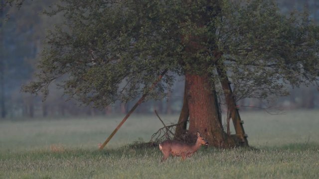 Reh mit  Rehkitz vor Hochsitz, Fr&uuml;hjahr