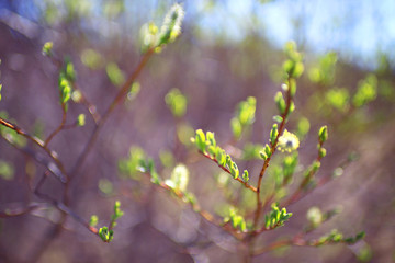 young green leaves spring background