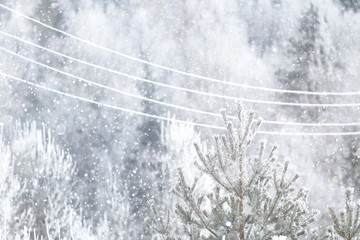 Snow-covered winter russian forest