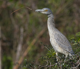 Adult Yellow-crowned Night Heron, Nyctanassa violacea