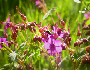 Bee collects nectar. Geranium and grass in backligh.