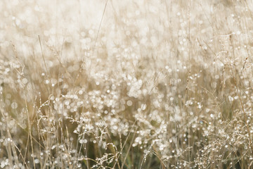 Shimmering dew drops on brown grassland.