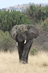 Obraz premium Elephant in the beautiful nature habitat, this is africa, african wildlife, endangered species, wild tanzania