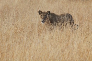 Lion female in the nature habitat, wild animal, african wildlife, this is africa, lions leader, nature habitat 