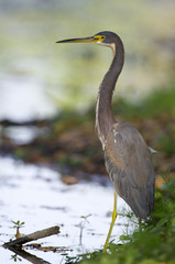Tricolor Heron, Egretta tricolor