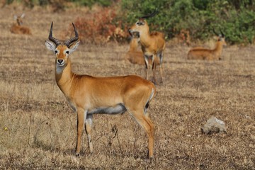 Naklejka na ściany i meble Beautiful antilopes in the nature habitat, green grassland, african nature, wild africa, african wildlife, savanah