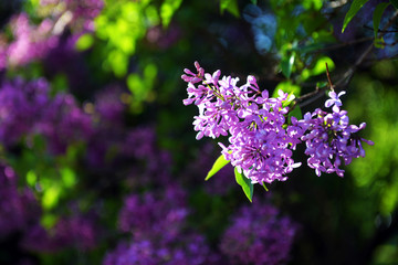 Spring lilac flowers in blossom