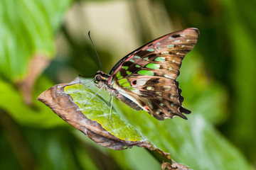 Obraz na płótnie Canvas Papillon tropical Siproeta Steneles sur une feuille