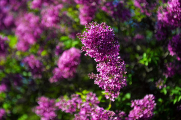 Spring lilac flowers in blossom