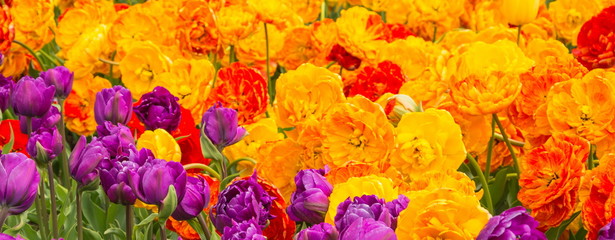 Bright orange, yellow and purple tulips in the spring garden